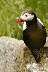 Atlantic Puffin sitting on cliff, bird in nesting colony, arctic black and white cute bird with colouful beak, bird on rock, green background, Norway, beautiful funny bird on rock