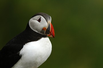 Atlantic puffin seen in Runde island in Norway sitting on the cliff, , cute bird, lovely, beautiful, red beak, green background, large puffin nesting colony, close-up bird portrait