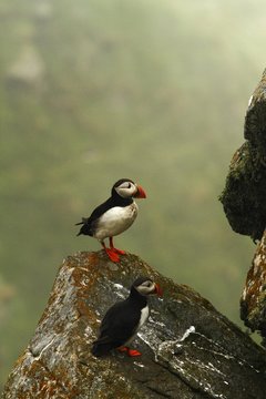 Atlantic Puffin sitting on cliff, bird in nesting colony, arctic black and white cute bird with colouful beak, bird on rock in front of blue sea background, Runde, Norway