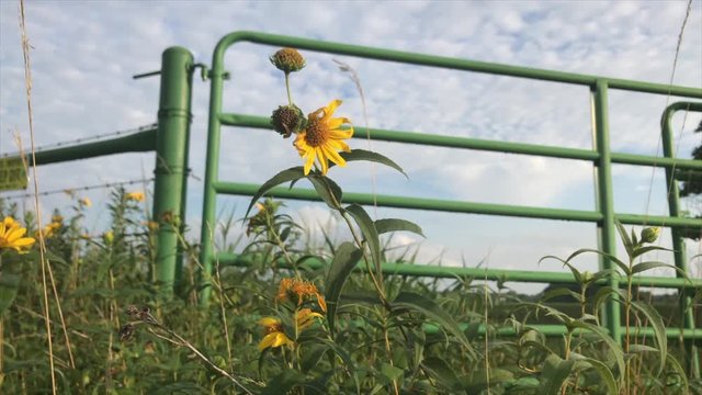 Wild flowers in front of pasture gate