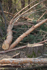trunks of felled coniferous trees.