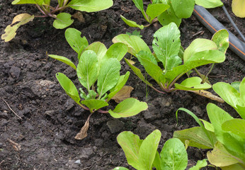 row of lettuce salad in the vegetable garden