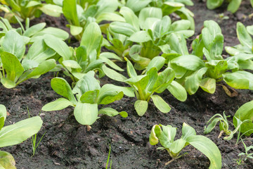 row of lettuce salad in the vegetable garden
