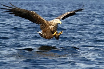 White-tailed eagle in flight before attack, hunting eagle trying to catch fish Norwegian fjord, Haliaeetus albicilla, majestic sea eagle, blue sea in background, bird in natural enviroment in Norway