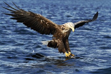White-tailed eagle in flight before attack, hunting eagle trying to catch fish Norwegian fjord, Haliaeetus albicilla, majestic sea eagle, blue sea in background, bird in natural enviroment in Norway