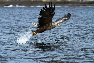 White-tailed eagle in flight, eagle with a fish which has been just plucked from the water, Scotland ,Haliaeetus albicilla, eagle with a fish flies over a sea, majestic sea eagle © Ji