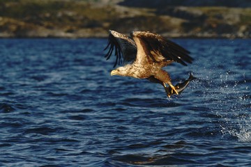 White-tailed eagle in flight a fish which it has just plucked from the waters of a deep Norwegian fjord,Haliaeetus albicilla, eagle with a fish flies over a Norwegian Fjord, majestic sea eagle