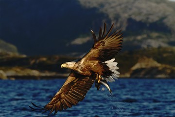 White-tailed eagle in flight a fish which it has just plucked from the waters of a deep Norwegian fjord,Haliaeetus albicilla, eagle with a fish flies over a Norwegian Fjord, majestic sea eagle