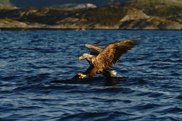 White-tailed eagle in flight before attack, hunting eagle trying to catch fish Norwegian fjord, Haliaeetus albicilla, majestic sea eagle, blue sea in background, bird in natural enviroment in Norway