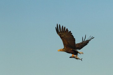 White-tailed eagle in flight, eagle with a fish which has been just plucked from the water, Scotland ,Haliaeetus albicilla, eagle with a fish flies over a sea, majestic sea eagle