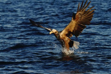 White-tailed eagle in flight a fish which it has just plucked from the waters of a deep Norwegian fjord,Haliaeetus albicilla, eagle with a fish flies over a Norwegian Fjord, majestic sea eagle