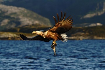 White-tailed eagle in flight a fish which it has just plucked from the waters of a deep Norwegian fjord,Haliaeetus albicilla, eagle with a fish flies over a Norwegian Fjord, majestic sea eagle