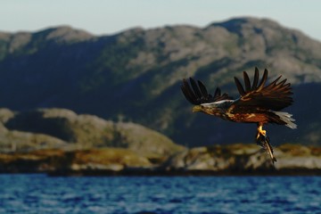 Plakat White-tailed eagle in flight, eagle with a fish which has been just plucked from the water, Scotland ,Haliaeetus albicilla, eagle with a fish flies over a sea, majestic sea eagle