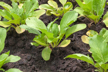 row of lettuce salad in the vegetable garden