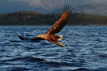 White-tailed eagle in flight a fish which it has just plucked from the waters of a deep Norwegian fjord,Haliaeetus albicilla, eagle with a fish flies over a Norwegian Fjord, majestic sea eagle