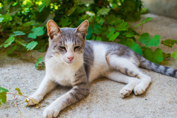 green-eyed cat close-up