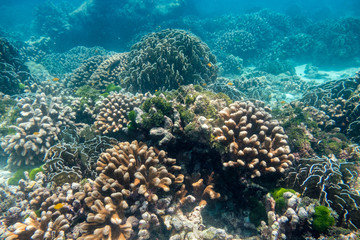 Fototapeta na wymiar Beautiful coral reef garden in similan island