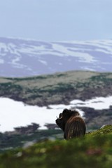 Muskox (Ovibos moschatus). Musk ox bull peacefully grazes in Dovrefjell (Norway). Mighty wild beasts. Overcast. Muskox with mountain in the background, big animal in the nature habitat