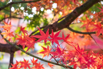 Red maple on branch with blurred garden