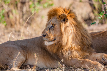 Plakat Large wild male lion rests under a tree in Africa