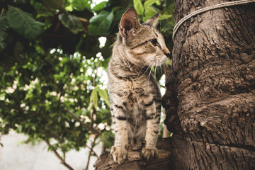 Fototapeta na wymiar Kitten on Tree