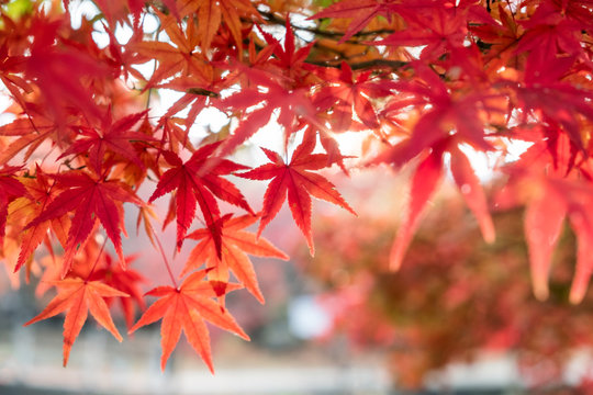 Red Maple leaves in garden