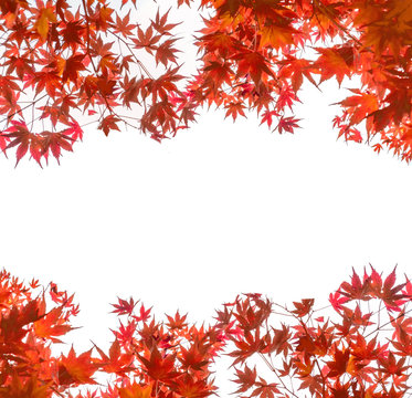 Red Maple leaves cover on white background