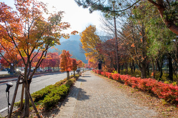 Footpath with colorful maple tree in autumn