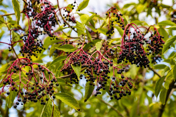 Black berries of the Elder Tree