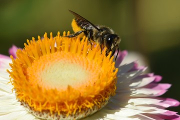 une abeille sur une fleur d'immortelle