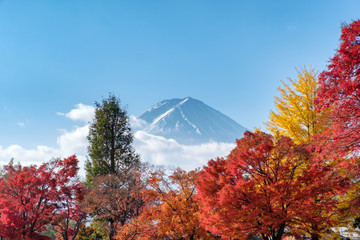 Mount Fuji on Maple garden in autumn season