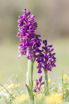 Orchis bouffon (Anacamptis morio)