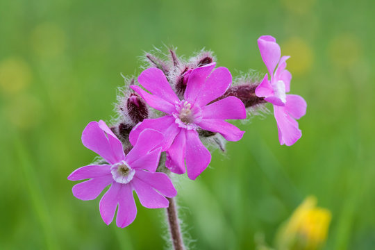 Sil&egrave;ne dio&iuml;que (Silene dioica)