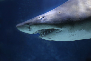 Naklejka premium 鮫