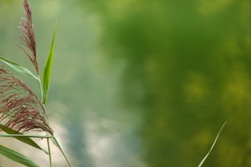 Graminacea in primo piano su sfondo verde scuro sfocato. Ampio copy space. Astratto naturale
