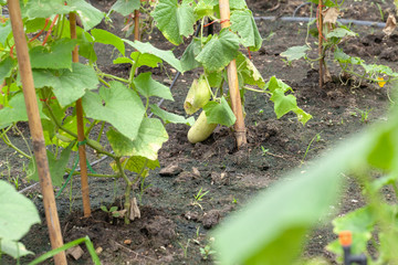 close up of cucumber plant in vegetable garden