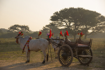 Fototapeta premium An ox cart on dusty road at in Bagan, Myanmar, Sunrise, Sunset