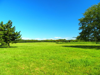 Fototapeta na wymiar 夏の水元公園の草原と林風景