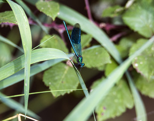 Male Banded Demoiselle (Calopteryx splendens)