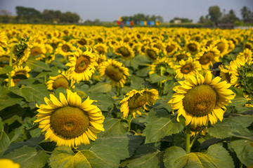 Obraz premium Sunflower natural background, Sunflower blooming.