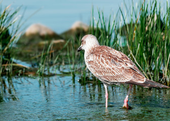 Close-up portrait of back of gray brown seagull bird walking on shore in blue water in green grass. Beautiful bright natural landscape horizontal background. Ukraine fauna