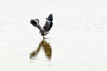 Grey Heron (Ardea cinerea) at Crowhurst Lake, East Sussex, England