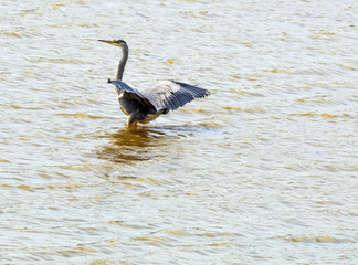 Grey Heron (Ardea cinerea) at Crowhurst Lake, East Sussex, England