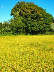 実りの田圃風景