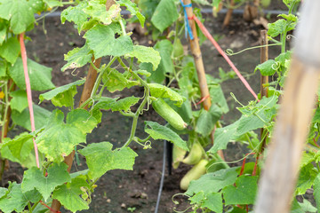 close up of cucumber plant in vegetable garden
