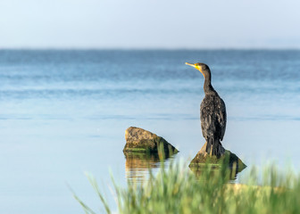 Single big black bird cormorant sitting on rock on blue water and looking into the distance at sunny summer day. Ukraine, Kakhovka Reservoir Beautiful Natural Background