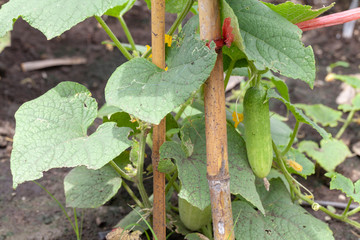 close up of cucumber plant in vegetable garden