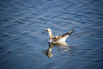 Young first-year Black-headed Gull (Chroicocephalus ridibundus)