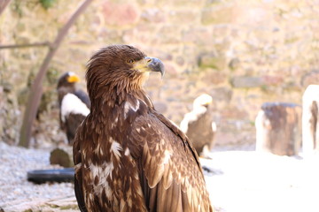 Volerie des Aigles