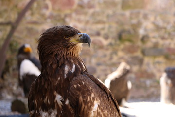 Volerie des Aigles